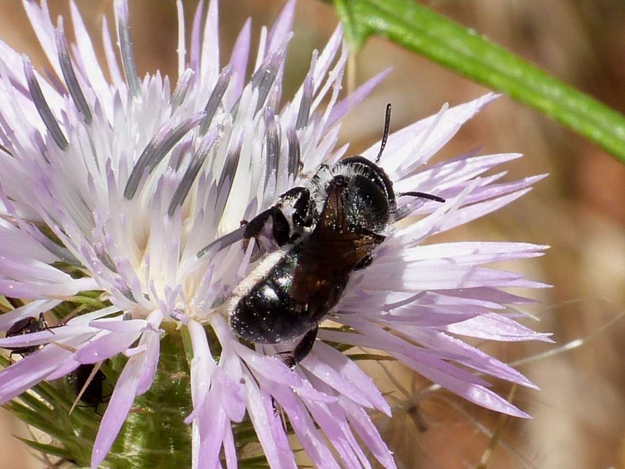 Osmia sp. (Apidae Megachilinae)